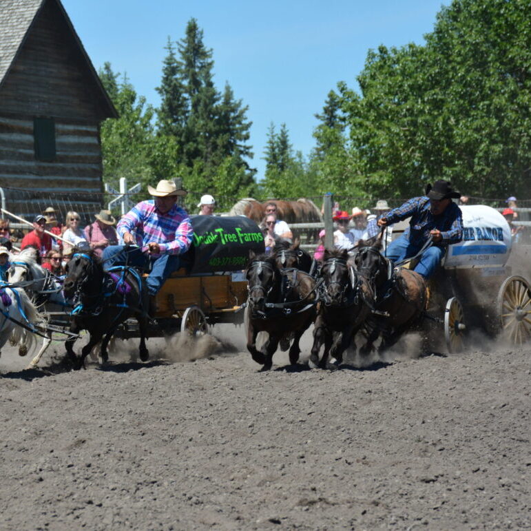 Alberta Miniature Chuckwagon Racing