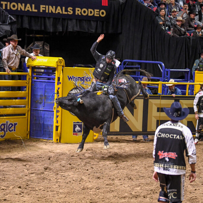 Andersen CbarC Photos provides the action show of Barnes PRCA Rodeo bull, #930 Umm, during the Wrangler National Finals Rodeo 2023